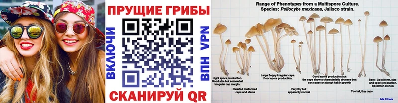 mega   Нелидово  Галлюциногенные грибы Magic Shrooms 